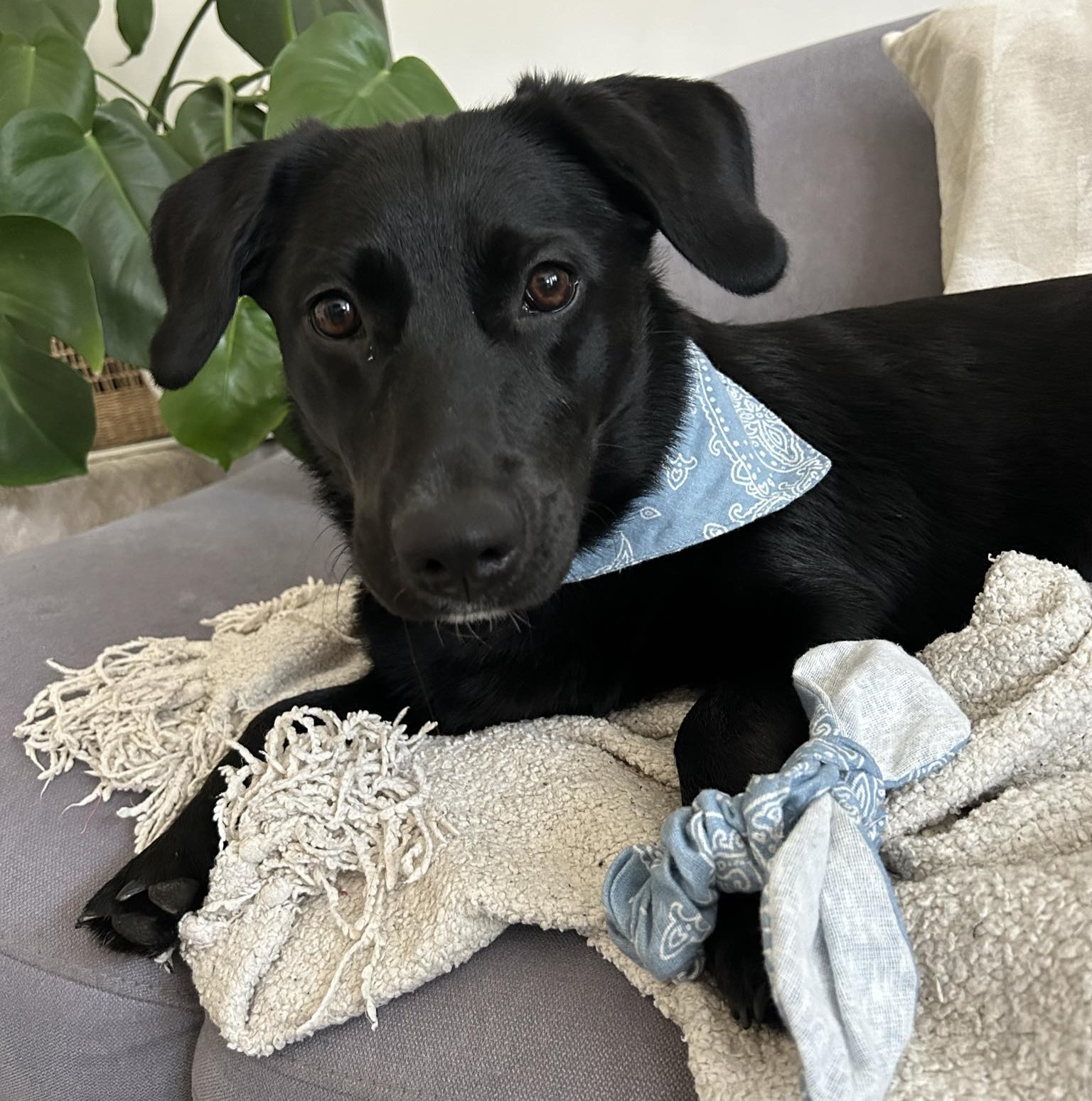 Nala modra rutka _2a1